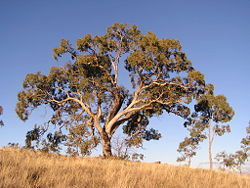 Blahovičník (Eucalyptus)